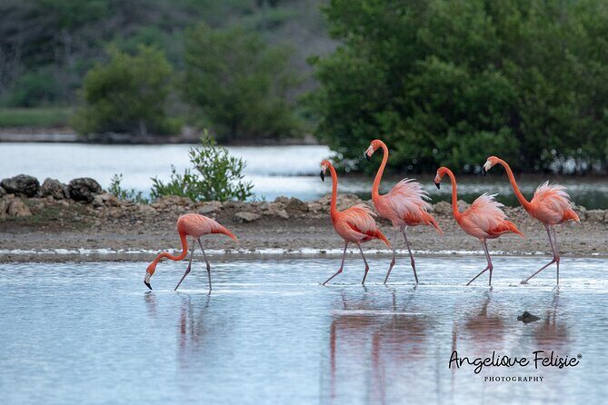 Private Curaçao West Coast: Beach & Nature Photography Tour - Key Points