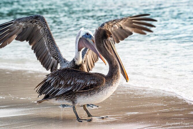 Private Curaçao West Coast: Beach & Nature Photography Tour - Practical Details and Logistics