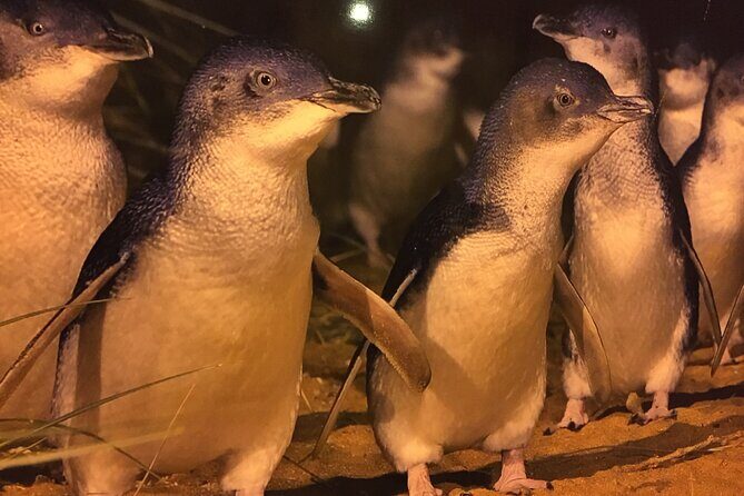 Private custom Penguin Tour with Premium Penguin Tickets - The Reviews Speak Volumes