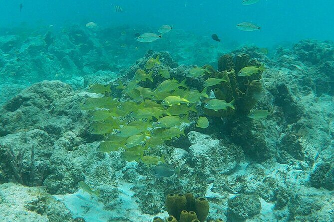 Private Custom Snorkeling and Cruising Experience in Aruba - A Closer Look at the Experience