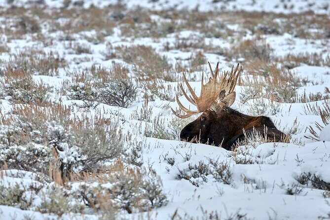 Private, Custom Yellowstone Wildlife Tours & Photo Safaris - The Value of a Private, Custom Tour