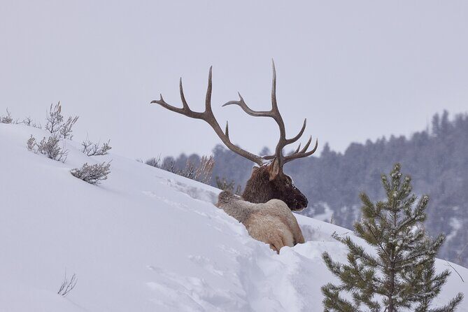 Private, Custom Yellowstone Wildlife Tours & Photo Safaris - Final Thoughts