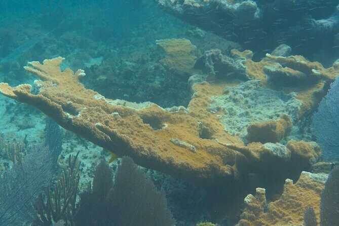 Private Customizable Shore Snorkel and Beach Lunch in Cozumel - A Detailed Look at the Cozumel Snorkel and Beach Lunch Tour  