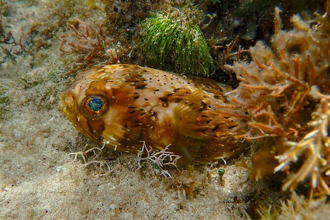 Private Customizable Shore Snorkel and Beach Lunch in Cozumel - Who Should Consider This Tour?  