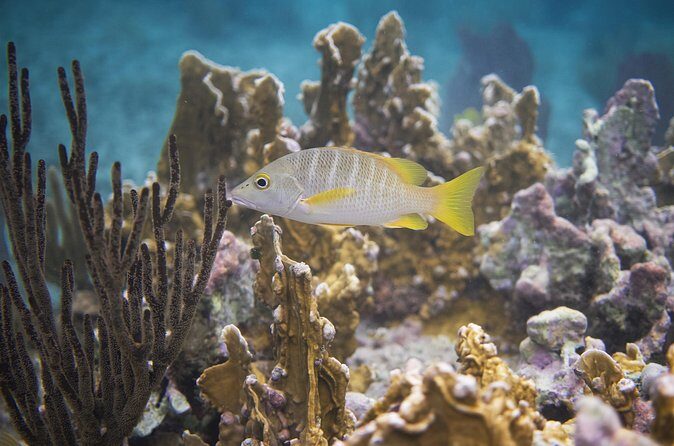 Private Customizable Shore Snorkel and Beach Lunch in Cozumel - Final Thoughts: Is It Worth It?  