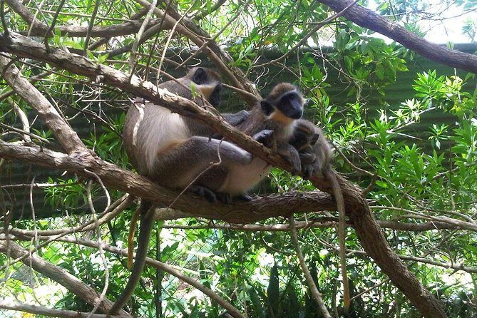 Private Customized Island Tour of Barbados - The Experience in Detail