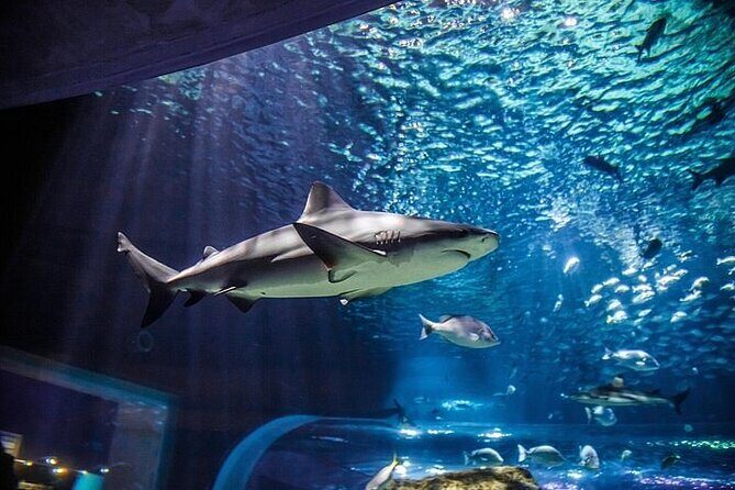Private Day Adventure through the Guadalajara Museums and Michin Aquarium - The Sum Up: Who Will Love This Tour?