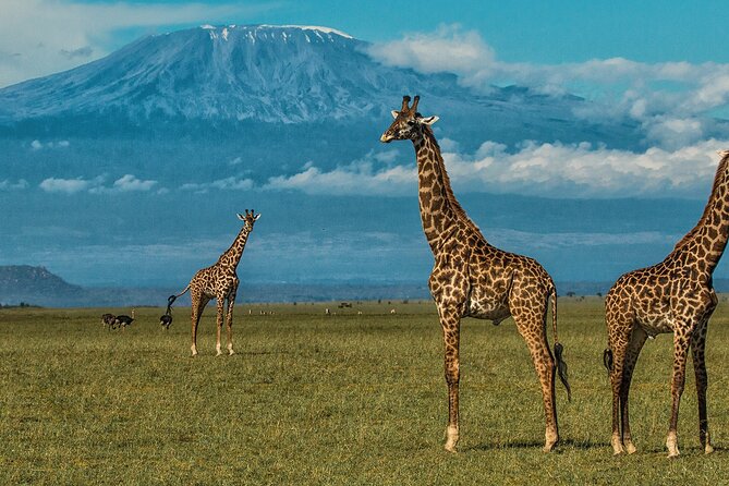 Private Day Tour Amboseli National Park - Essential Travel Tips