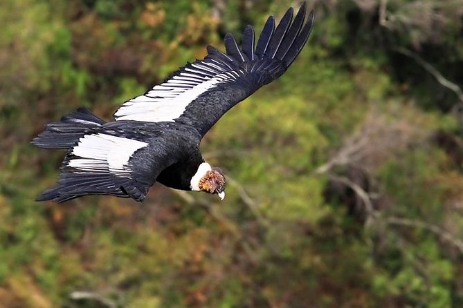 Private Day Tour: Antisana Volcano, Nature, Birds & Condors Watching - Hiking Opportunities