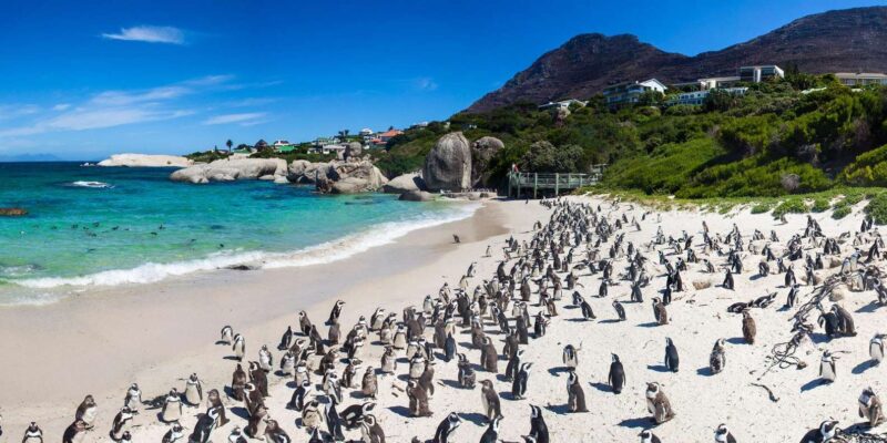 Private Day Tour Cape Point, Cape Of Good Hope & Penguins - Exploring Cape Point Nature Reserve