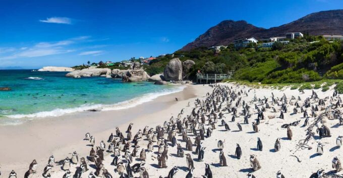 Private Day Tour Cape Point, Cape Of Good Hope & Penguins - The Sum Up