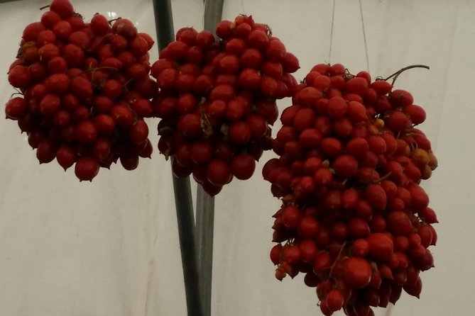 Private Day Tour: Herculaneum and Wine Tasting - Inclusions