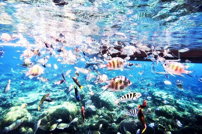 Private Day Tour: Indonesia Batam Island Reef Snorkel & Kayak From Singapore - Meeting and Pickup Details