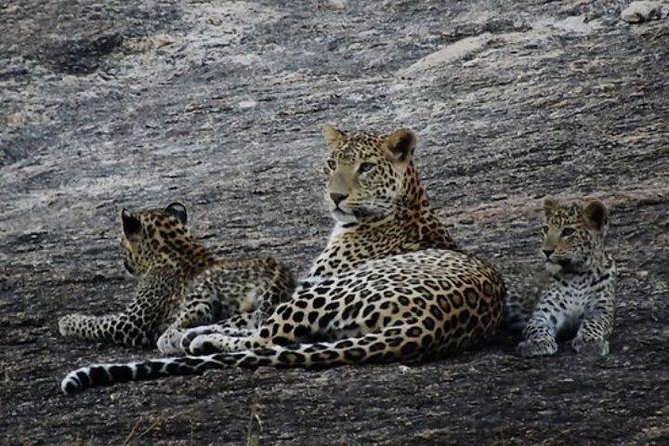 Private Day Tour Of Kumbhalgarh Fort & Wildlife Sanctuary From Udaipur - Wildlife Sanctuary Exploration