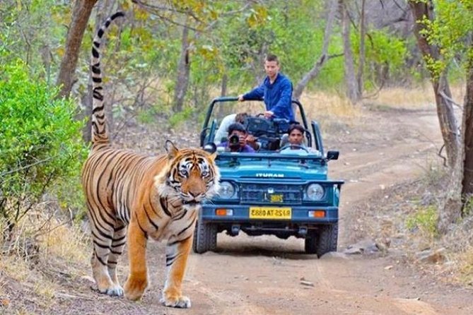 Private Day Tour Of Kumbhalgarh Fort & Wildlife Sanctuary From Udaipur - Customer Reviews