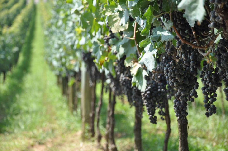 Private Day Tour of the Vale Dos Vinhedos Departing From Porto Alegre - Key Points