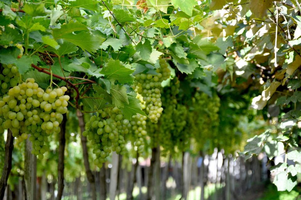 Private Day Tour of the Vale Dos Vinhedos Departing From Porto Alegre - Private Tour Benefits