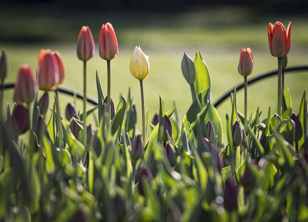 Private Day Tour OTTAWA Tulip Festival May 10-20 From MONTREAL - Flower Displays in Commissioners Park