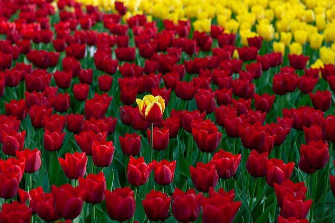 Private Day Tour OTTAWA Tulip Festival May 10-20 From MONTREAL - Tulips Along the Rideau Canal