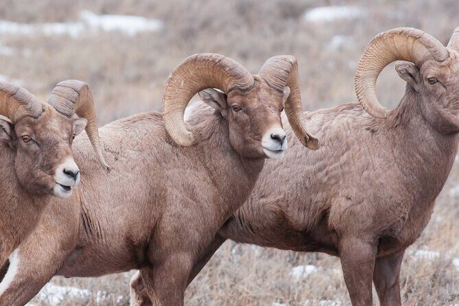 Private Day Tour to Icefield Parkway and Abraham Lake - FAQ