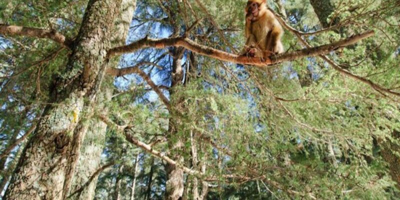 Private Day Trip From Meknes to the Middle Atlas Towns - Ifrane National Park Experience