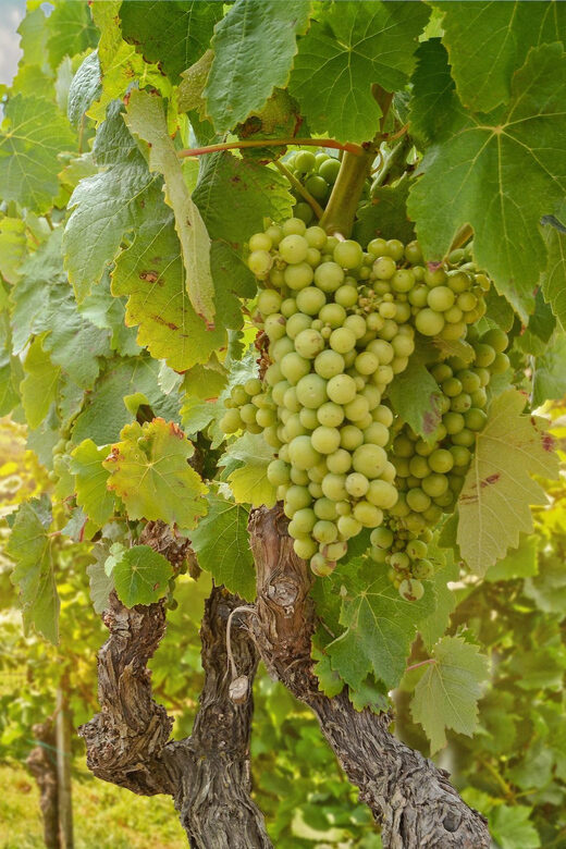 Private day trip from Vienna to Melk & Dürnstein in English - Who Will Love This Tour?