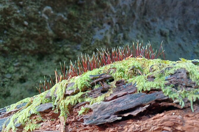 Private Day Trip of Lake Shikotsu and Moss Canyon - Highlights of the Excursion