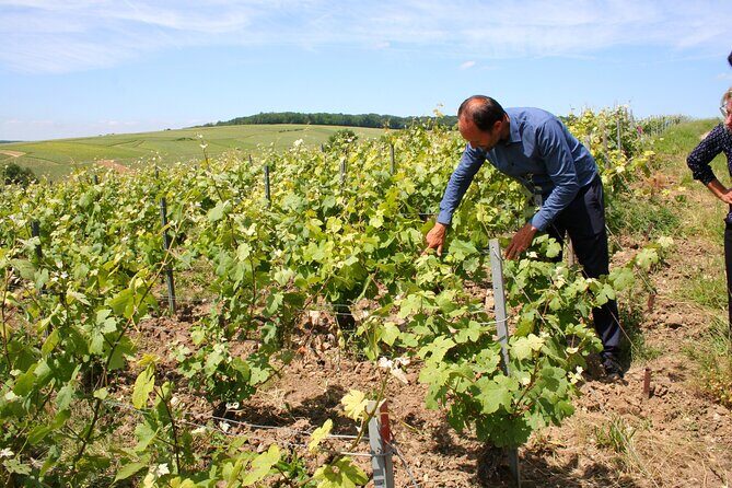 Private Day Trip Paris to Champagne: Lunch+Tastings with Producer - Key Points