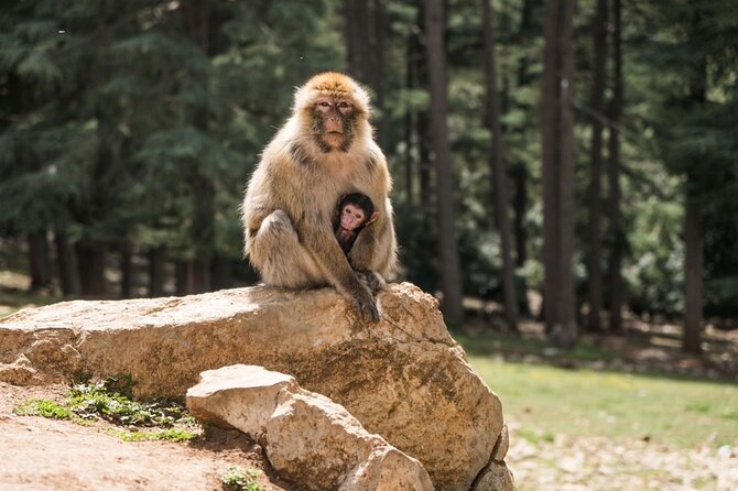 Private Day Trip to Middle Atlas From Fes - Booking and Pricing Information