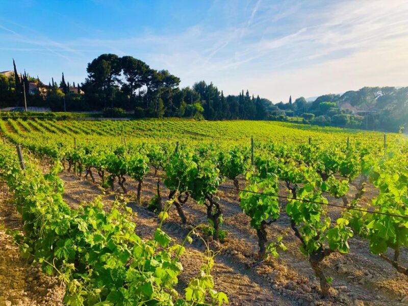 Private Day Trip to Provence and Lavender Fields - Customer Experience and Reviews