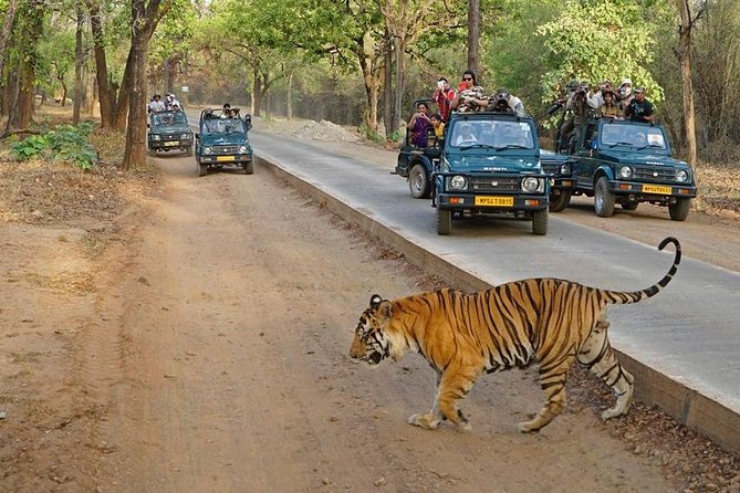 Private Day Trip to Ranthambore Tiger Reserve From Jaipur - Transportation Details