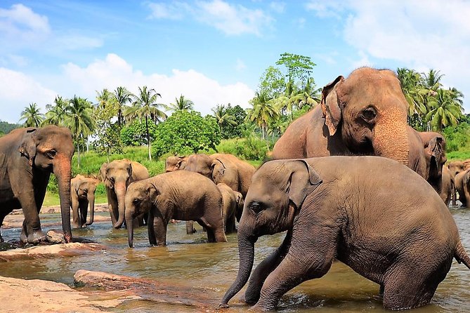 Private Day Trip to Sigiriya, Cave and National Park Safari Tour - National Park Safari Experience
