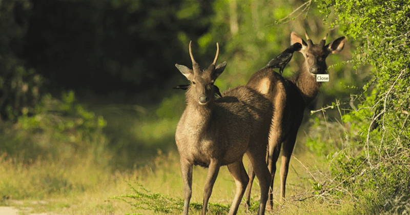 Private Day Trip to Wilpaththu National Park From Colombo - Itinerary and Experience