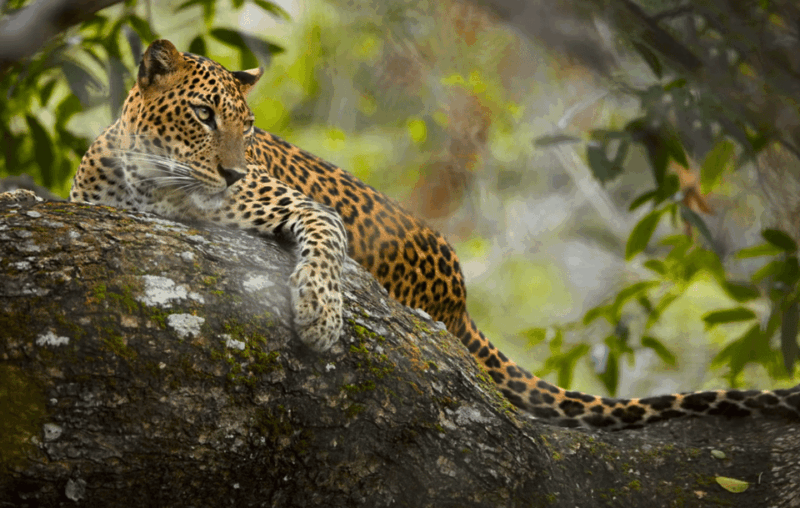 Private Day Trip to Wilpaththu National Park From Colombo - Accessibility and Booking