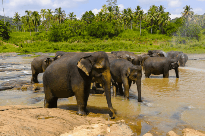 Private Day Trip to Wilpaththu National Park From Colombo - Flexible Itinerary and Private Group