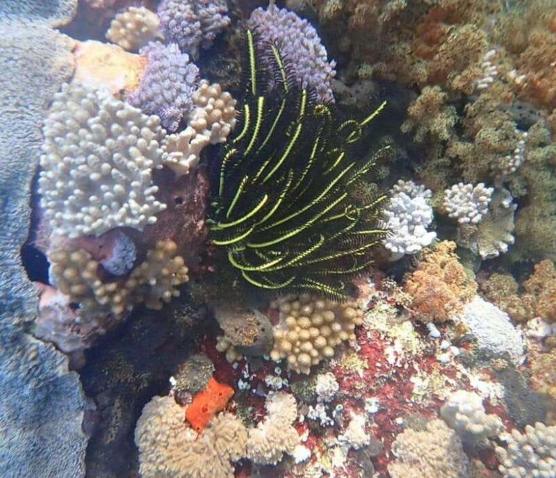private daytour : nusa lembongan,ceningan,snorkeling - A Detailed Look at the One-Day Private Tour