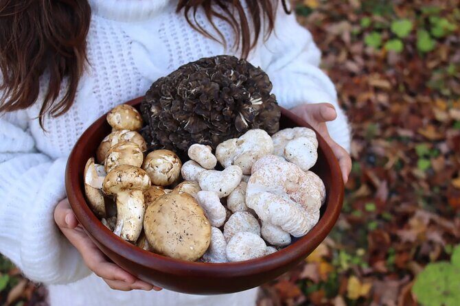 Private Daytrip for Truffle Mushroom Foraging and Wine Tasting - A Practical and Authentic Day in Greece’s Countryside