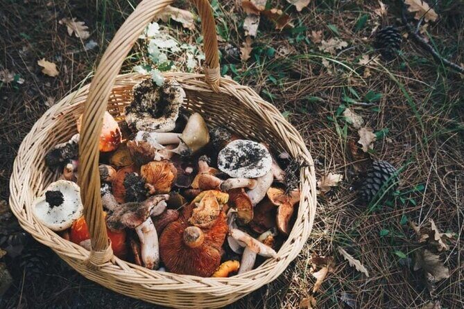 Private Daytrip for Truffle Mushroom Foraging and Wine Tasting - Authenticity & Authentic Experiences