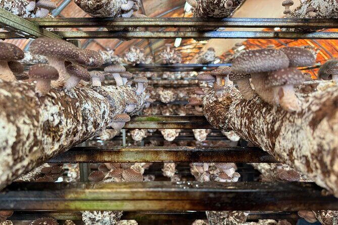 Private Daytrip for Truffle Mushroom Foraging and Wine Tasting - Ideal for: 