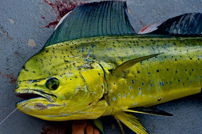 Private Deep Water Fishing in Kauai - An In-Depth Look at Kauai’s Deep Water Fishing Tour