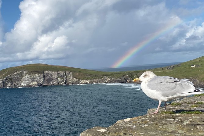Private Dingle and Slea Head Review - Encounter With Fungie the Dolphin