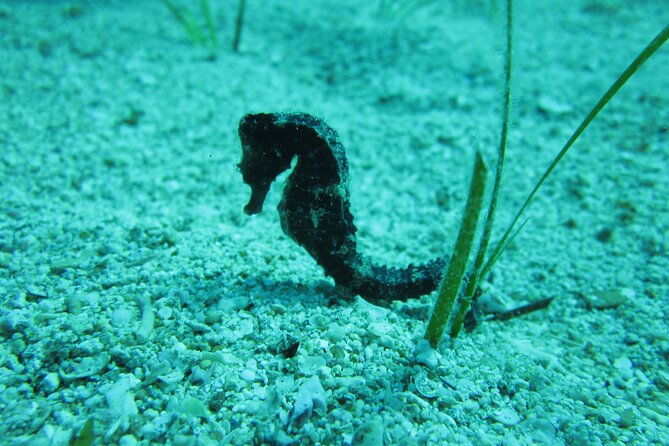 Private Discovery Dive + Photos & Videos - Dive Experience Highlights