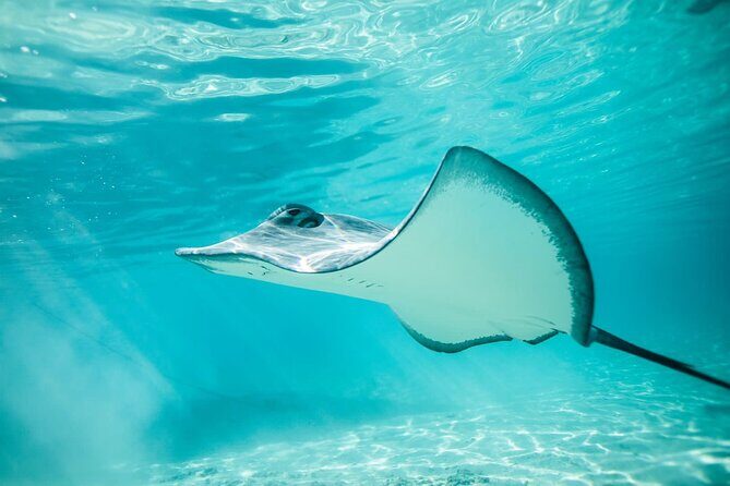 Private Discovery of the Marine Fauna of Moorea - The Experience and Its Value