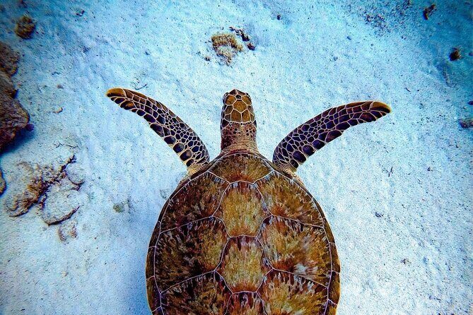 Private Dive at Shipwreck + Beautiful Reef Spot(Certified divers) - Introduction: A Private Underwater Adventure in Aruba