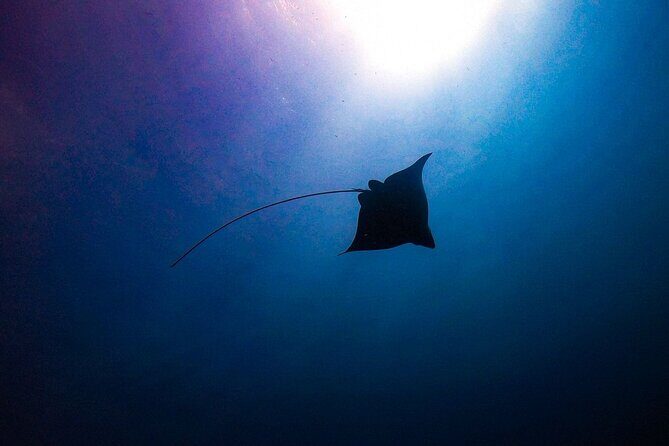 Private Dive at Shipwreck + Beautiful Reef Spot(Certified divers) - What to Expect from Your Private Aruba Underwater Tour