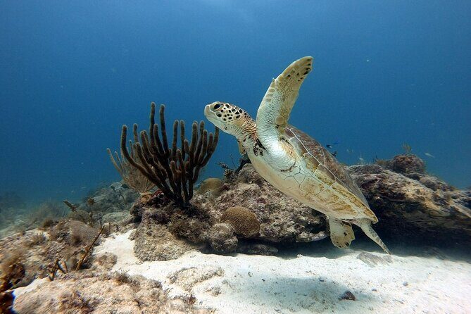 Private Dive at Shipwreck + Beautiful Reef Spot(Certified divers) - Detailed Breakdown of the Experience