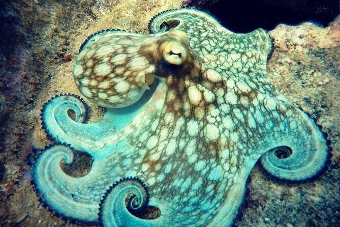 Private Dive at Shipwreck + Beautiful Reef Spot(Certified divers) - Authentic Perspectives from Reviewers