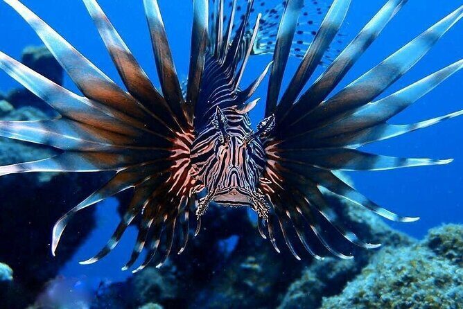 Private Dive at Shipwreck + Beautiful Reef Spot(Certified divers) - The Sum Up: Who Will Love This Experience?