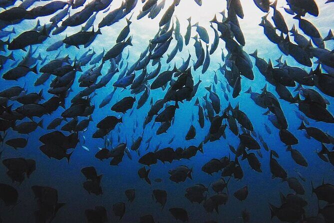 Private Dive at Shipwreck + Beautiful Reef Spot(Certified divers) - FAQ