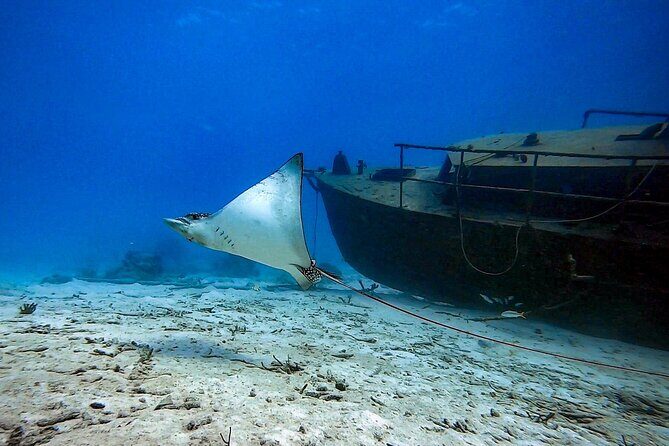 Private Dive + videographer/Photographer (Certified divers only) - What Makes This Private Dive Special